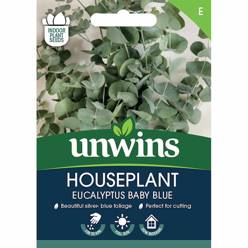 image 1 of Houseplant Eucalyptus Baby Blue | Multi