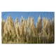image 1 of Pampus Grass Designer Bath Towel | Multi