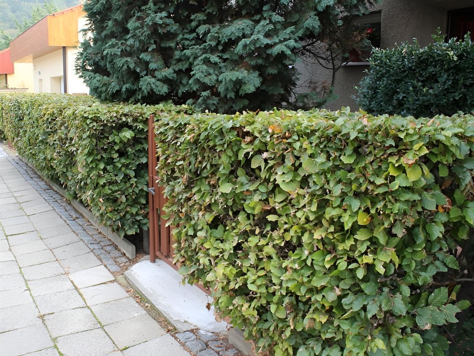 image 1 of 25x Green Beech Fagus Sylvatica Hedging Trees in Pots By Direct Plants