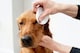 image 3 of Aloe Vera Eye Wipes for Cleaning Dogs & Cats - Extra Large - Pack of 120