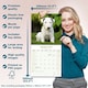 image 6 of Bull Terrier 2026 Calendar | Square Wall Calendar | Dog Breed Gift | Plastic Free Packaging | by Avonside Publishing
