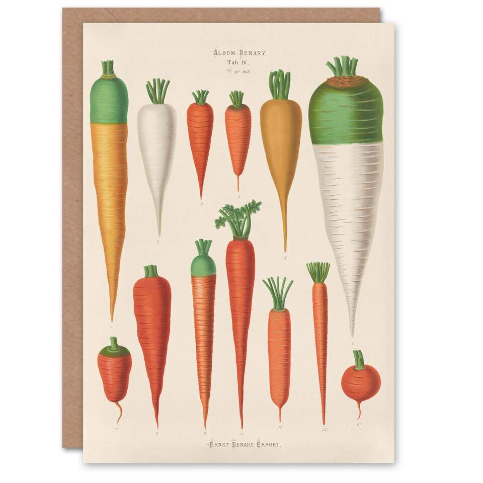 image 1 of Ernst Benary Art Card Carrot Varieties Vintage Illustration