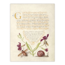 Gillyflower Fly Mayfly and Snail Calligraphy Huge Wall Art Poster Print 24X32"