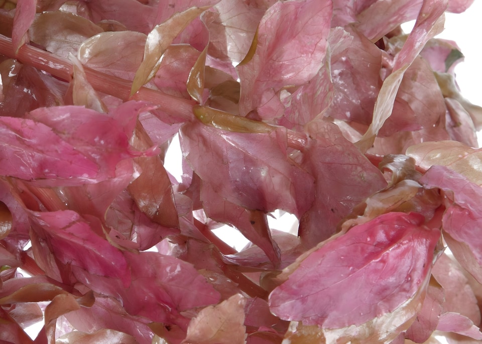 image 1 of Giant Red Rotala (Rotala macrandra) - Live Aquarium Plant for Midground Planting, No CO2 Needed - Fish Tank Plant
