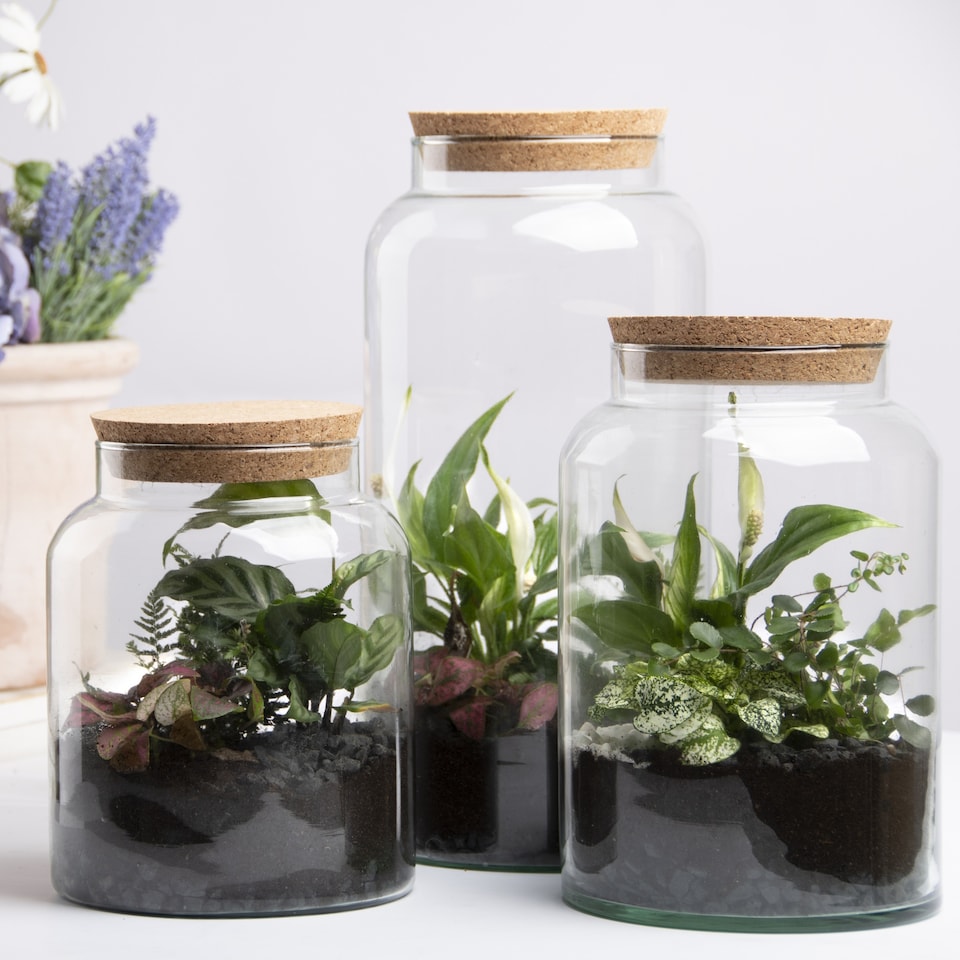 image 1 of Half Open Terrarium Bottle Medium | Clear