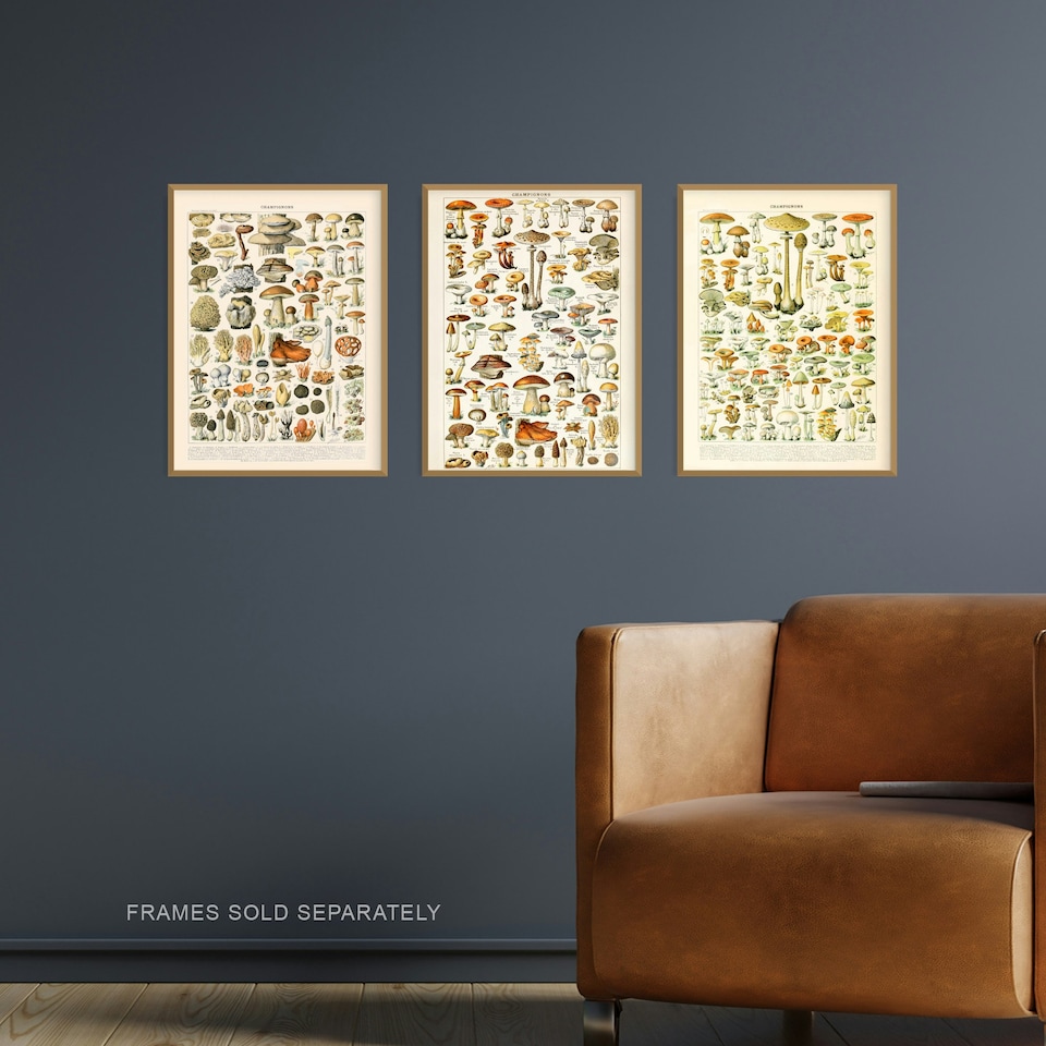 image 1 of Set of 3 Fungus Mushrooms Champignon Vintage Millot Fungi Kitchen Wall Art Print A4