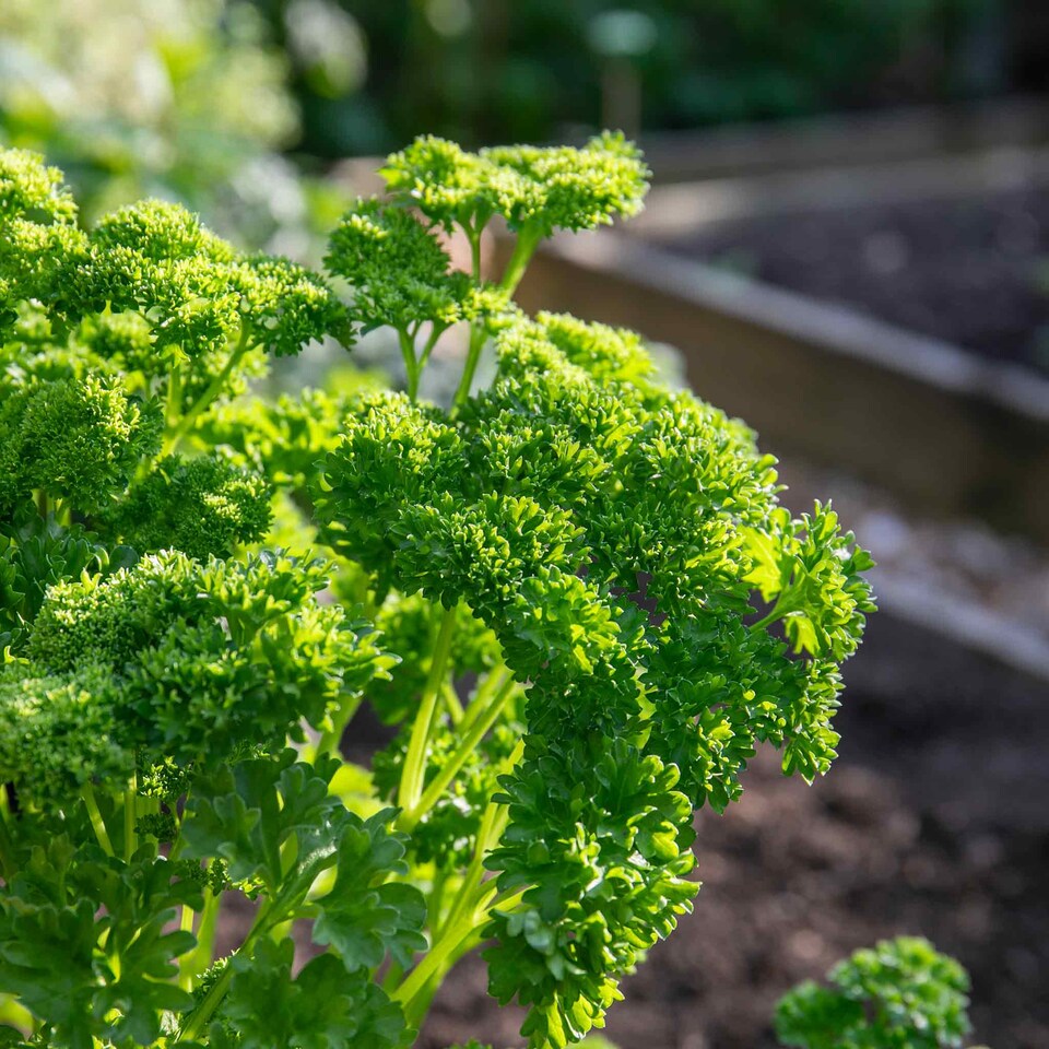 image 1 of Marshalls Garden Parsley 'Moss Curled'