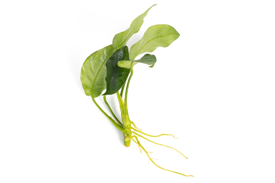 image 1 of Anubias barteri var. nana - Live Aquarium Plant for Foreground & Carpeting, Low Light, Beginner Friendly - Fish Tank Plant