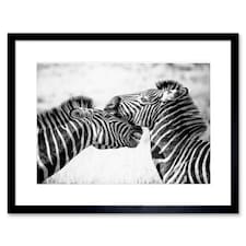 Wild Zebra Kruger Park Africa 9x7" Black Framed Wall Art Print
