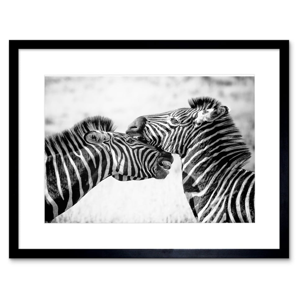 image 1 of Wild Zebra Kruger Park Africa 9x7" Black Framed Wall Art Print