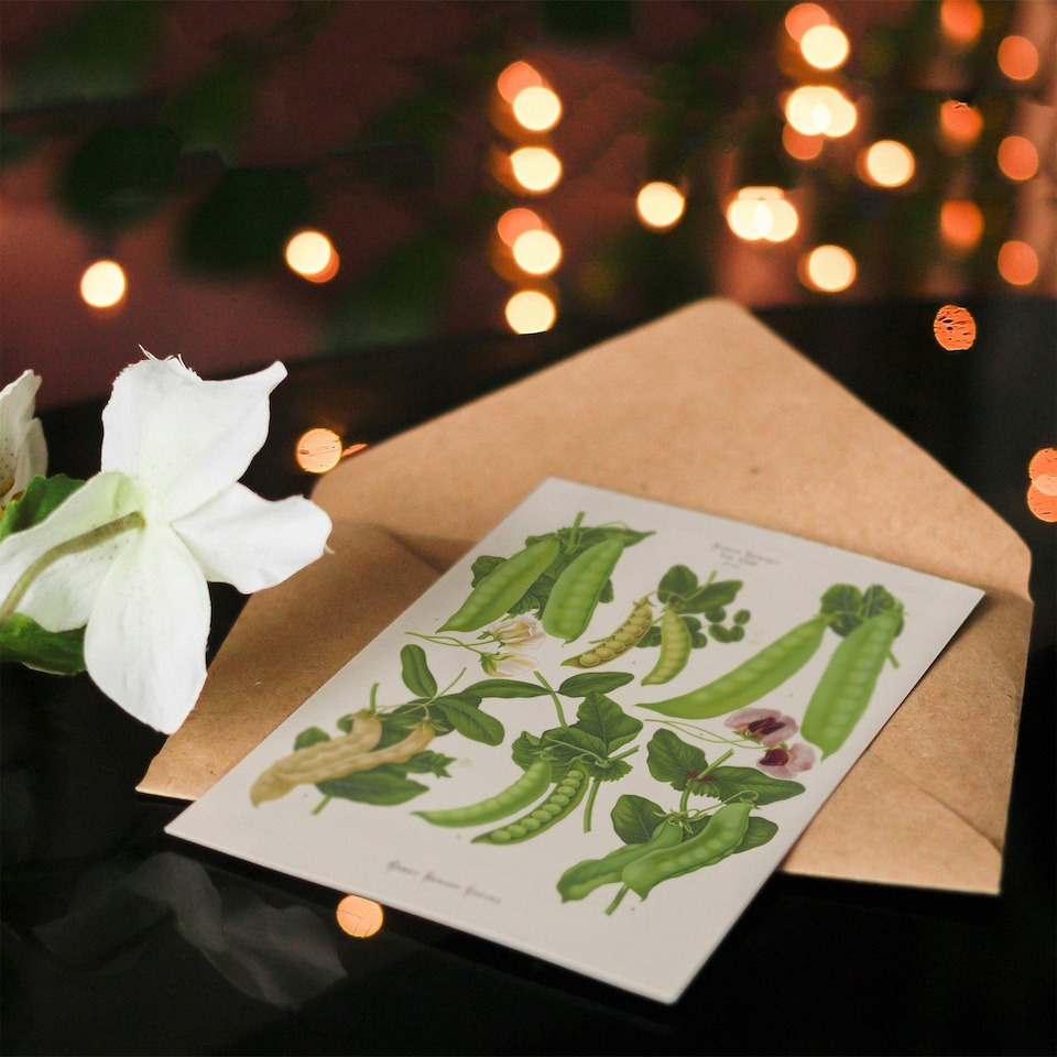 image 1 of Ernst Benary Art Card Sugar Peas Varieties Vintage Botanical