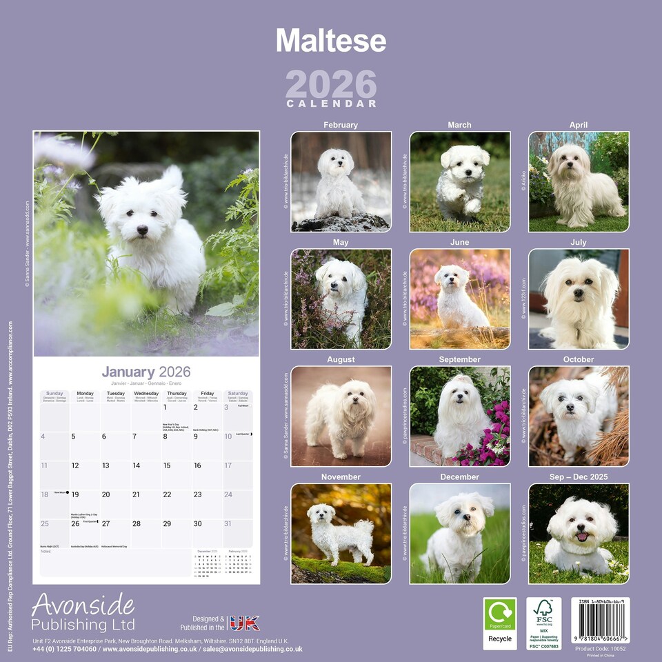 image 1 of Maltese 2026 Calendar | Square Wall Calendar | Dog Breed Gift | Plastic Free Packaging | by Avonside Publishing