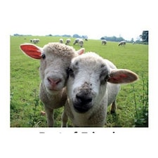 Kevin Milner Best of Friends Countryside Greetings Card - Beige/Green - One Size