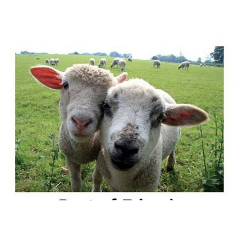 Kevin Milner Best of Friends Countryside Greetings Card - Beige/Green - One Size