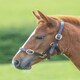 image 1 of Shires Blenheim Adjustable Leather Headcollar Brown | Size: Baby 0
Colour: H.Brown