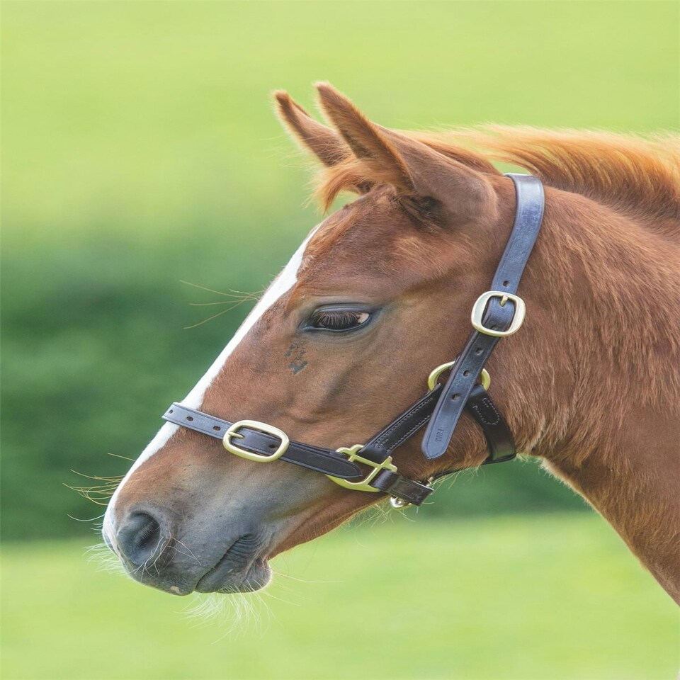 image 1 of Shires Blenheim Adjustable Leather Headcollar Brown | Size: Baby 0
Colour: H.Brown