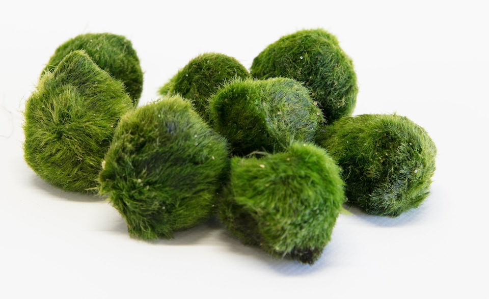 image 1 of Marimo Moss Ball (Cladophora aegagropila) - Live Aquarium Plant for Foreground & Carpeting, Low Light - Fish Tank Plant