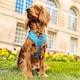 image 3 of Pawfect Waves - Harness - Small