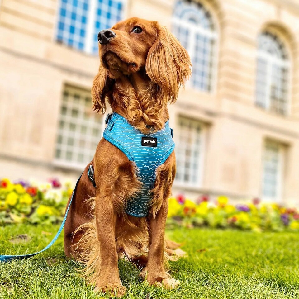 image 1 of Pawfect Waves - Harness - Small