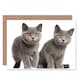 image 1 of Cat Lover British Shorthair Kittens Animal Photograph Greeting Card