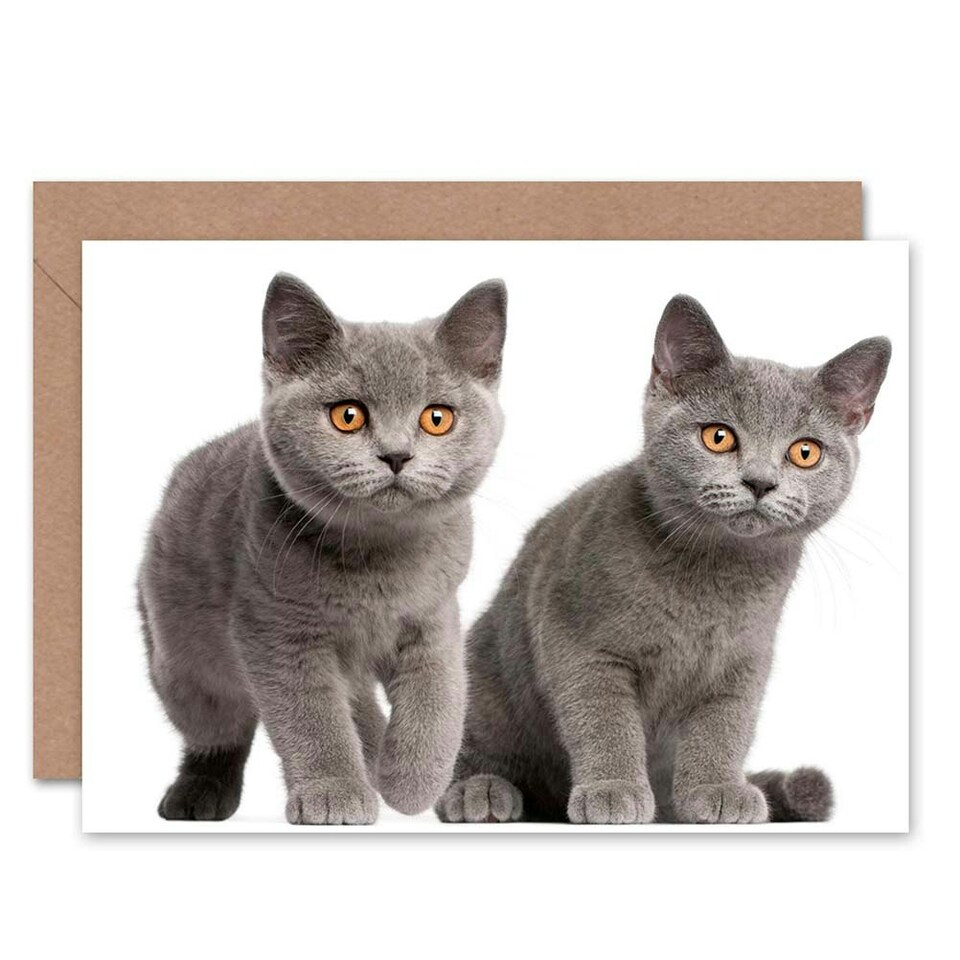 image 1 of Cat Lover British Shorthair Kittens Animal Photograph Greeting Card