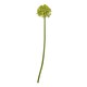 image 3 of Hill Interiors Allium Stem Artificial Plant - Green - 75cm