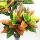 image 3 of 140cm Artificial Codiaeum Tree with 179 Leaves | Green | 4ft