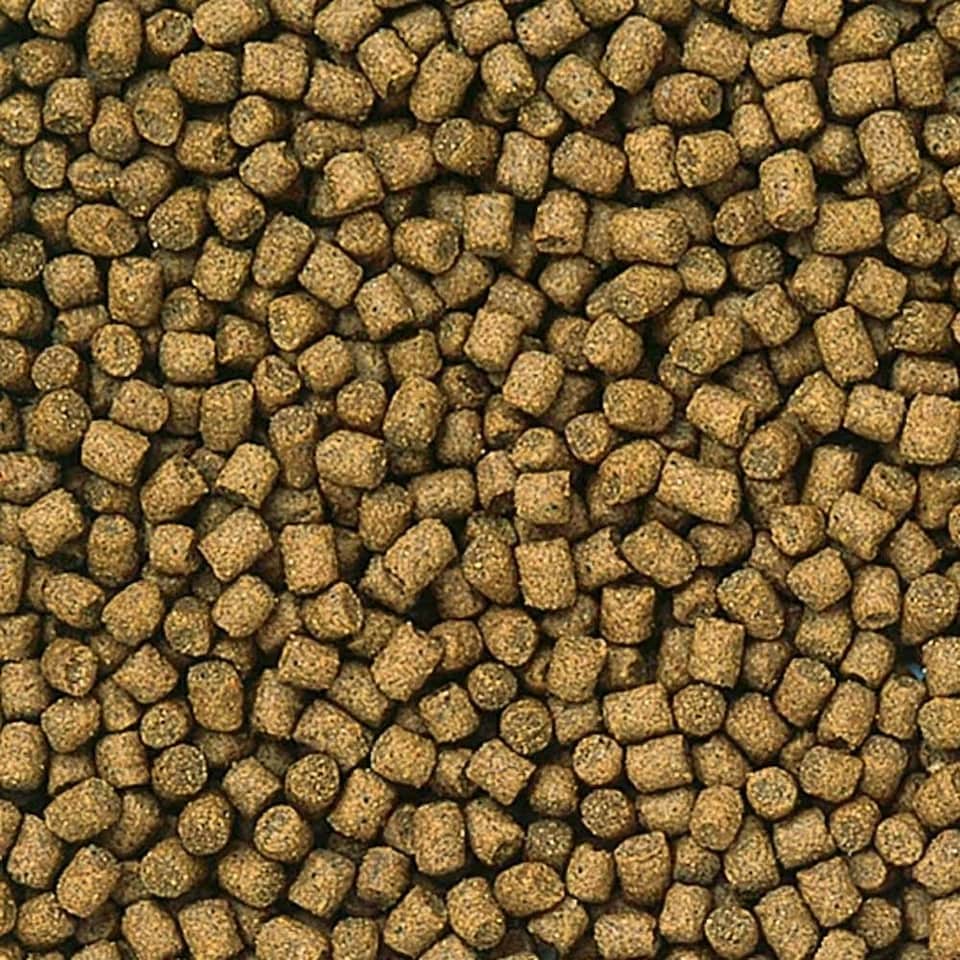 image 1 of Hikari Lionhead Mini Food 350g | Gold | 1
