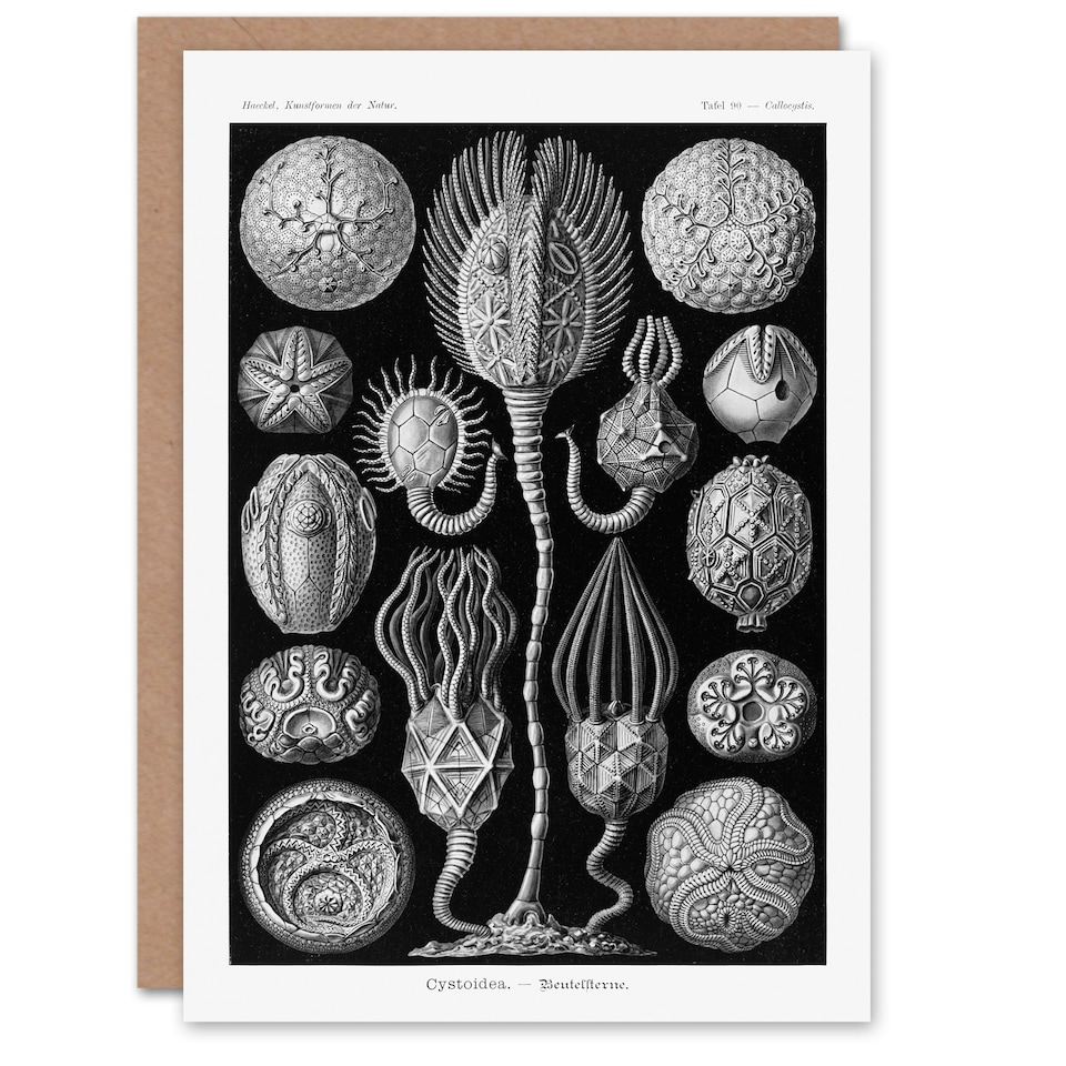 image 1 of Ernst Haeckel Art Card Cystoidea Pouch Stars Marine Life