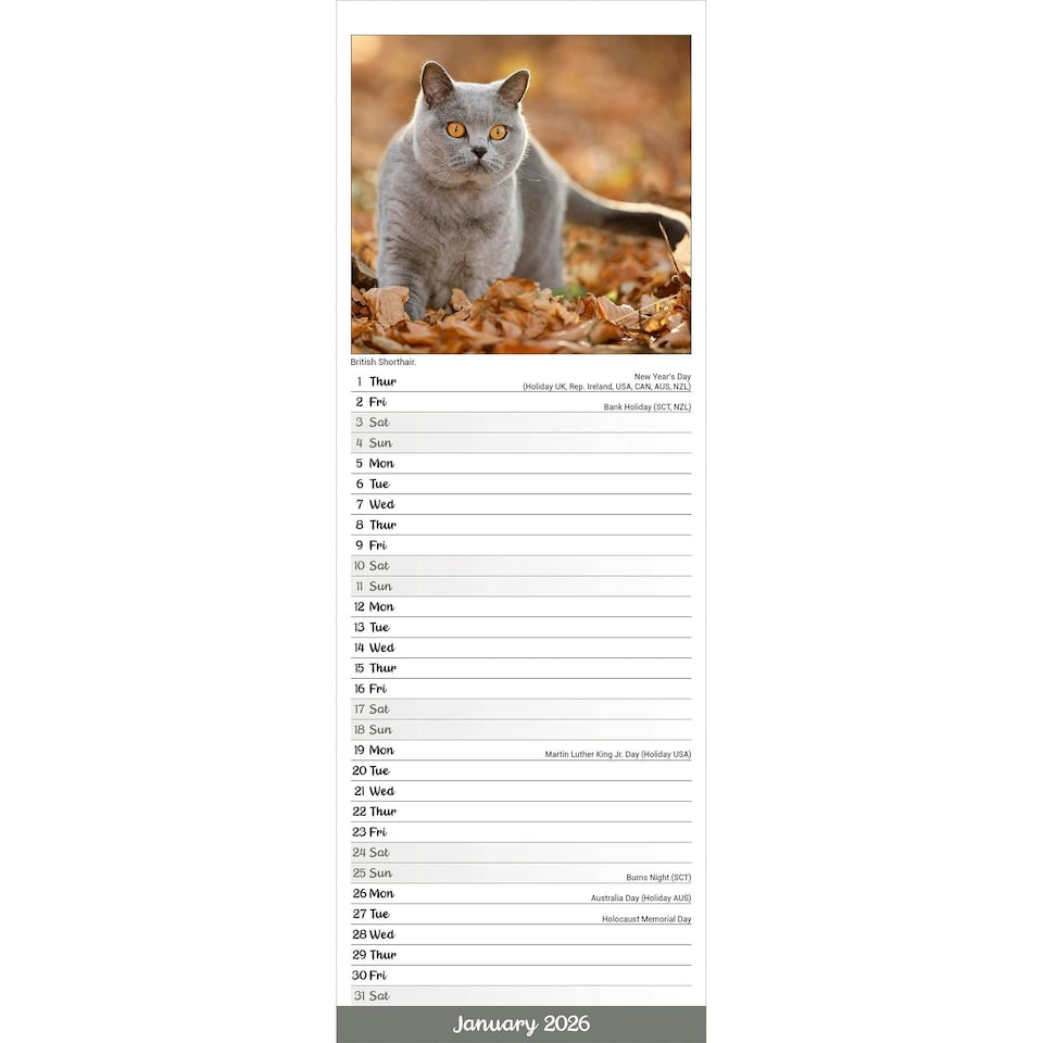 image 1 of Cats Slim 2026 Calendar | Slimline Wall Calendar | Cat Gift | Plastic Free Packaging | by Avonside Publishing [Calendar] Avonside Publishing Ltd