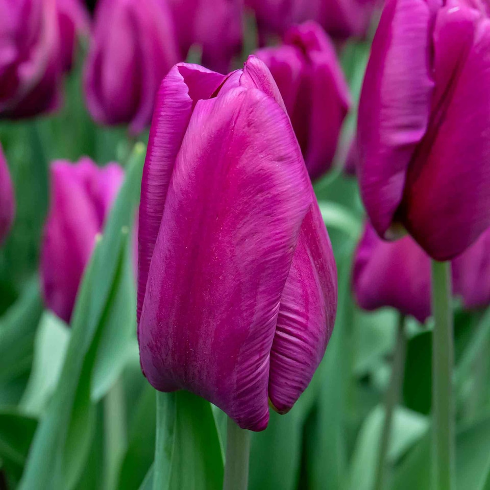 image 1 of Marshalls Garden Tulip Bulbs 'Purple Prince' – 10 Bulbs, Early-Flowering Purple Tulips