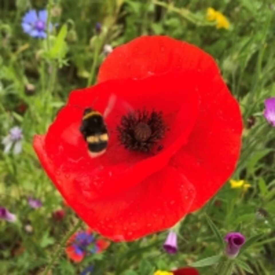image 1 of Pegdev 5g Red Poppy Wild Flower Seeds for Stunning Summer Blooms