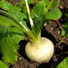 Carbeth Plants Turnip Tokyo Cross Vegetable Plant - 6 pack - Easy Grow Kitchen Garden