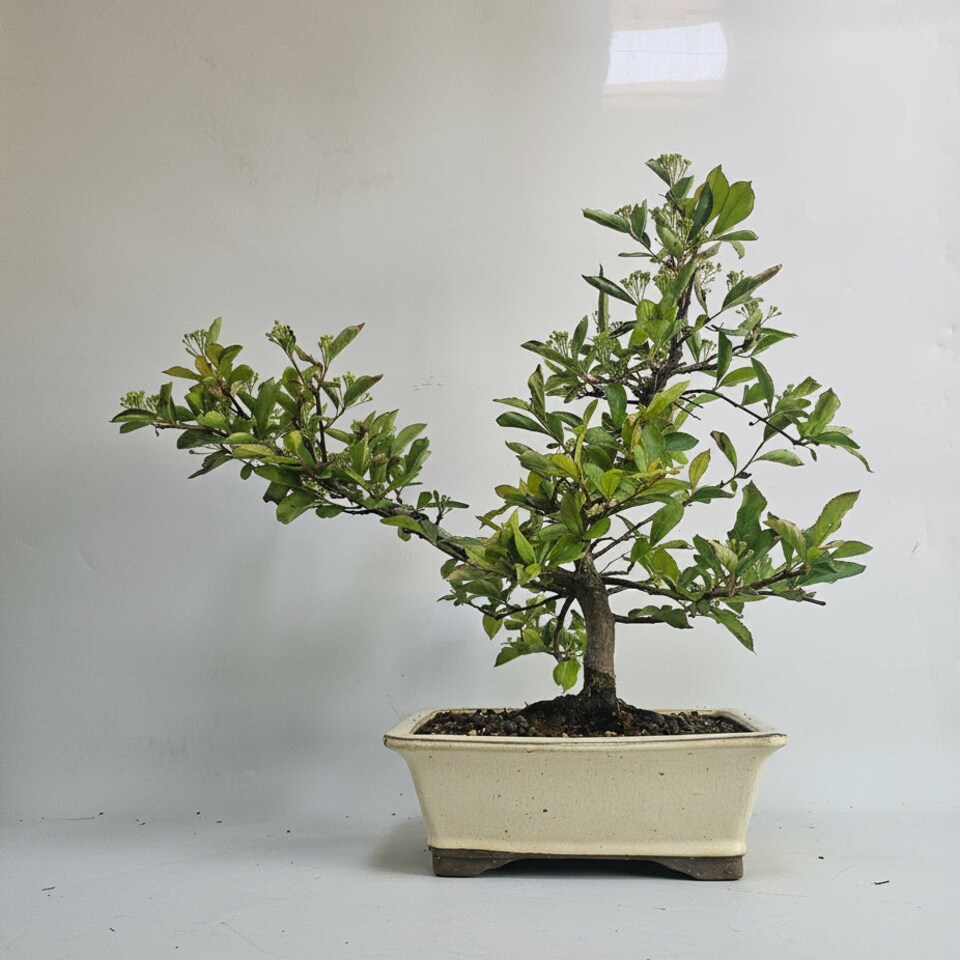 image 1 of Yorkshire Bonsai Photinia Villosa (Christmas Berry) Bonsai Tree Shaped In 25cm Pot