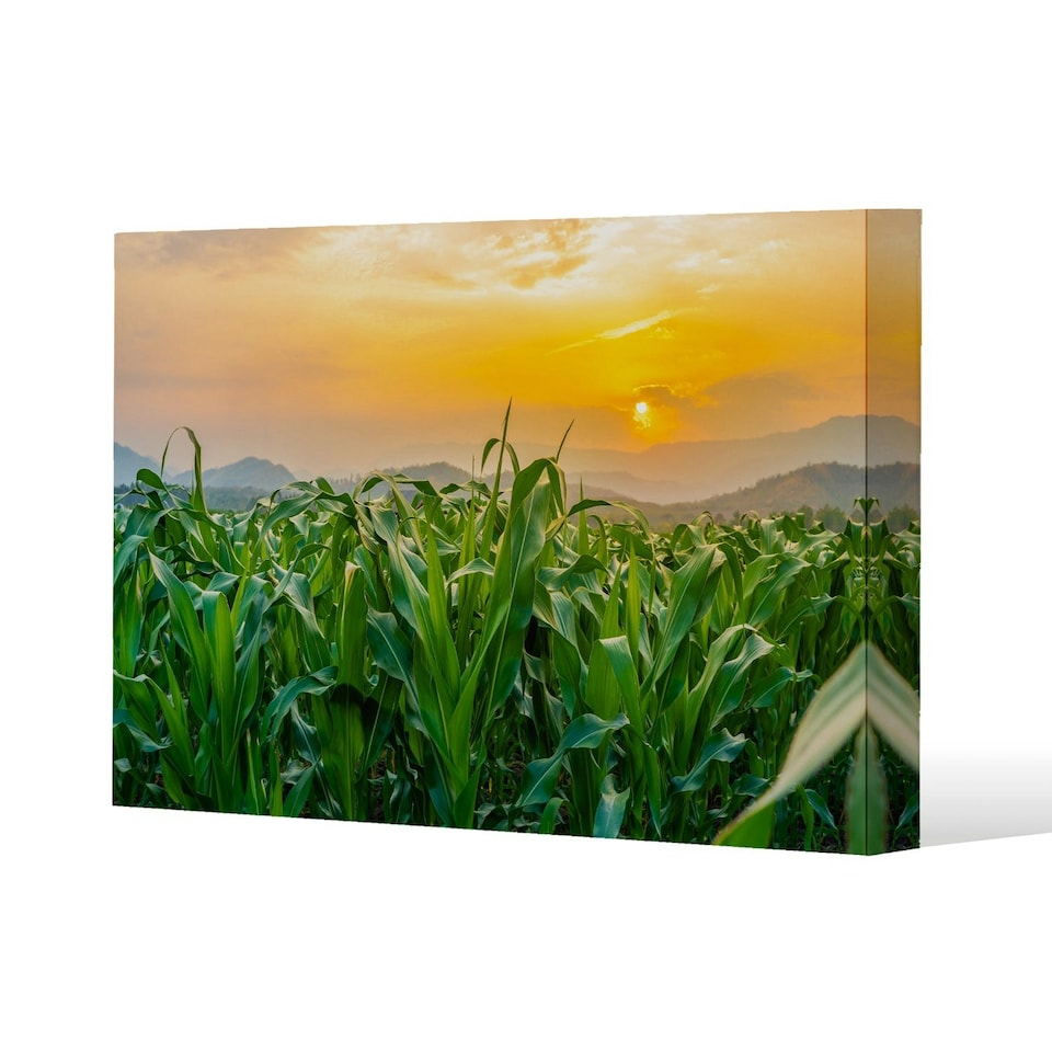 image 1 of green corn field in agricultural garden and light shines sunset (Canvas Print) 101 x 77 x 4cm