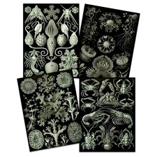 Set of 4 Vintage Ernst Haeckel Nature Biology Sea Ocean Wall Art Print Home Decor 12x16 Inch