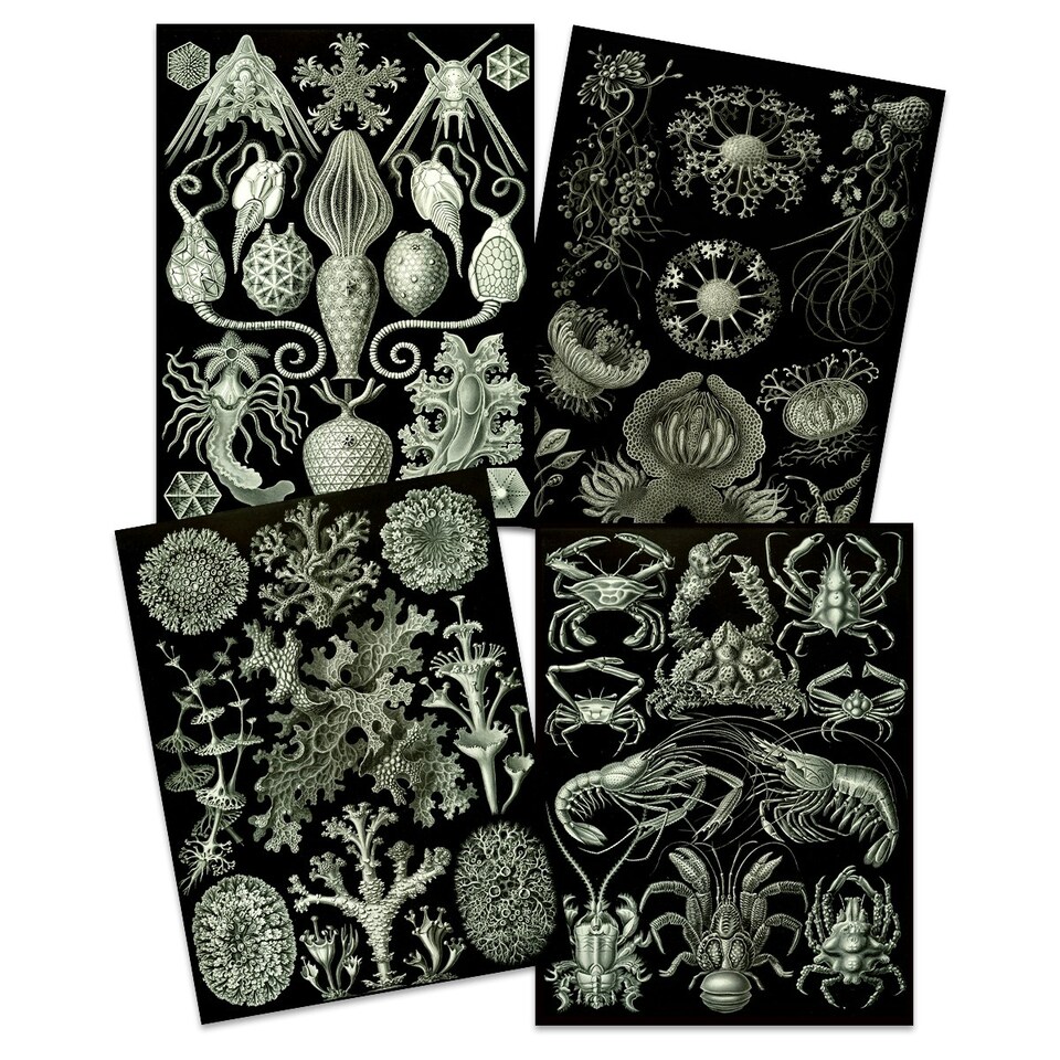 image 1 of Set of 4 Vintage Ernst Haeckel Nature Biology Sea Ocean Wall Art Print Home Decor 12x16 Inch