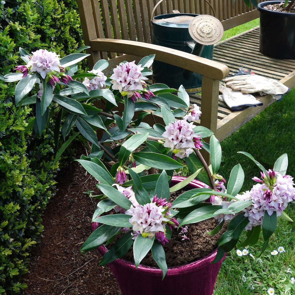 image 1 of YouGarden - Daphne 'Perfume Princess' in a 13cm Pot - Fragrant Spring Flowering Evergreen Shrub, Hardy, Easy to Grow