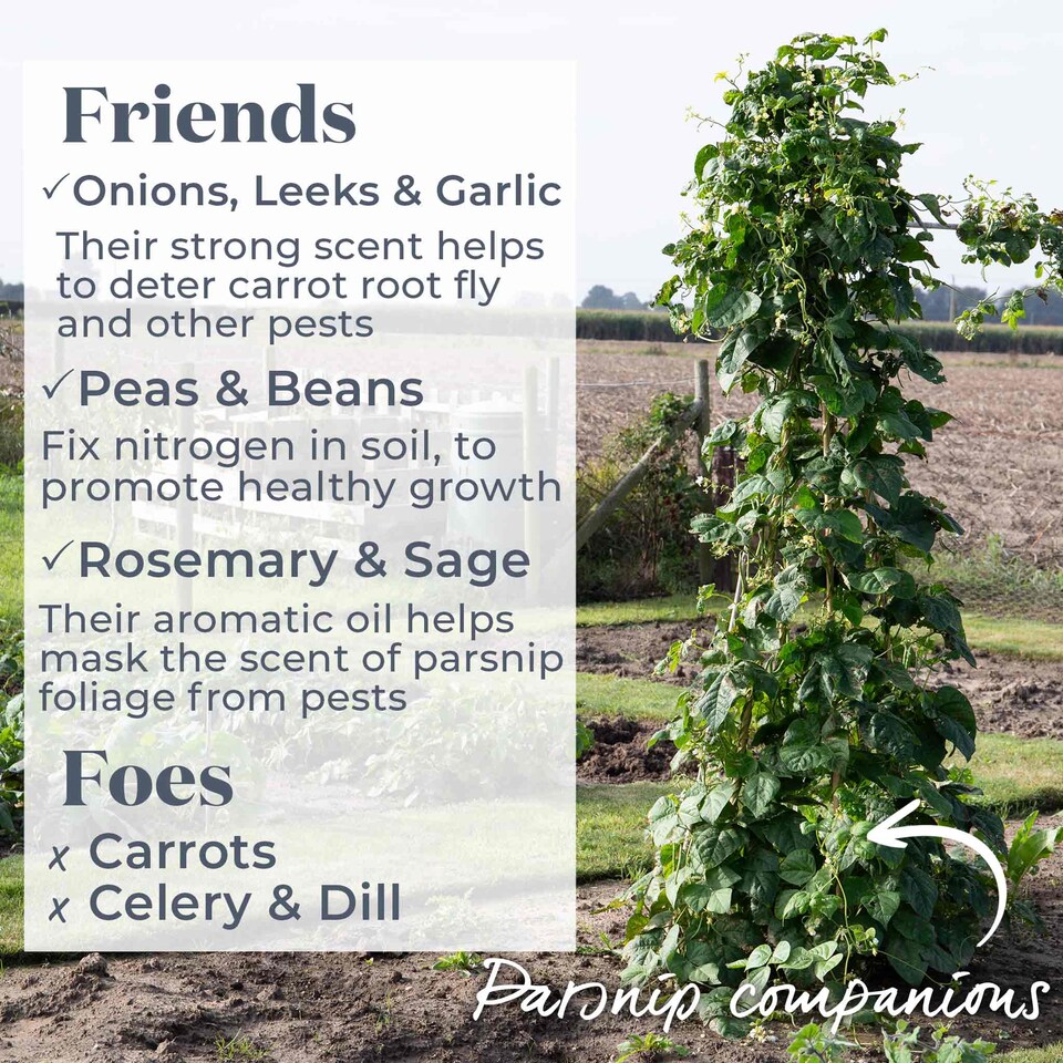 image 1 of Marshalls Garden Parsnip Seeds 'Albion' F1 - RHS AGM, 400 Seeds