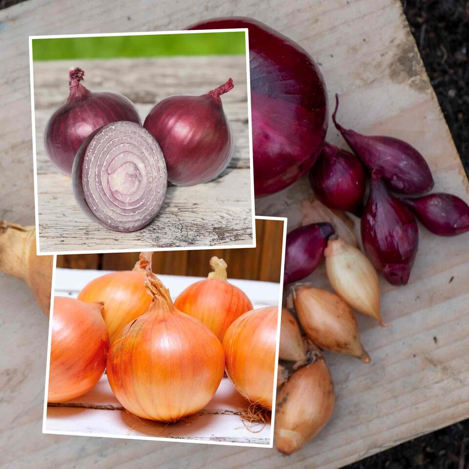 image 1 of Autumn planting onion sets - Red and White mix (approx. 65–75 sets)