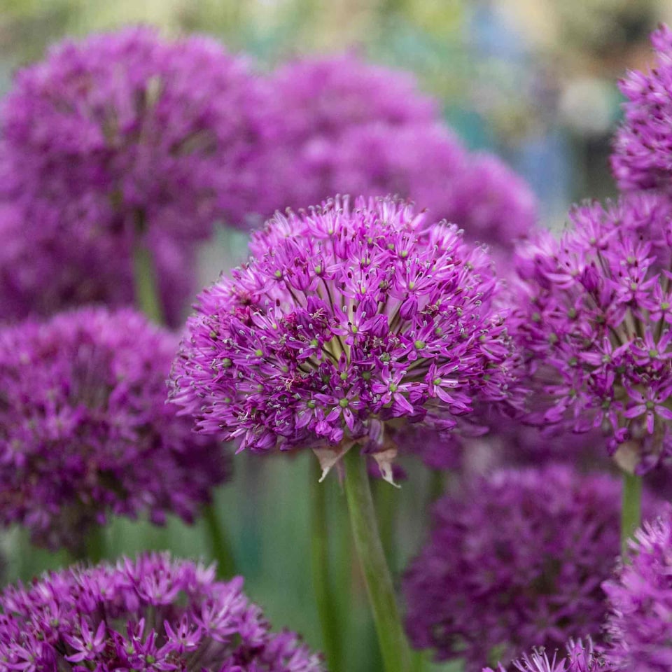image 1 of Marshalls Garden Allium 'Purple Sensation' Bulbs, 10 Pack