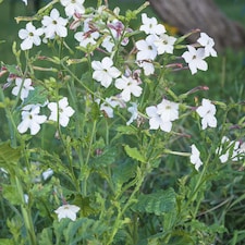 Nicotiana Affinis White Trumpet Seeds - Fragrant Summer Flowers