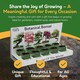 image 5 of Pronto Seed Grow Your Own Bonsai Tree Kit - 5 Bonsai Seed Varieties - Gardening Gifts for Men and Women