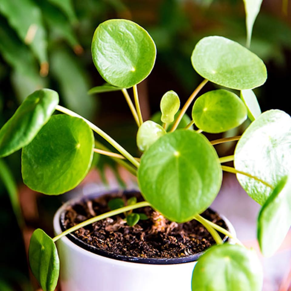 image 1 of YouGarden Chinese Money Plant, Pilea peperomioides Houseplant, Rounded Leaves, Indoor Plant in 6cm Pot, For Home, Office or Living