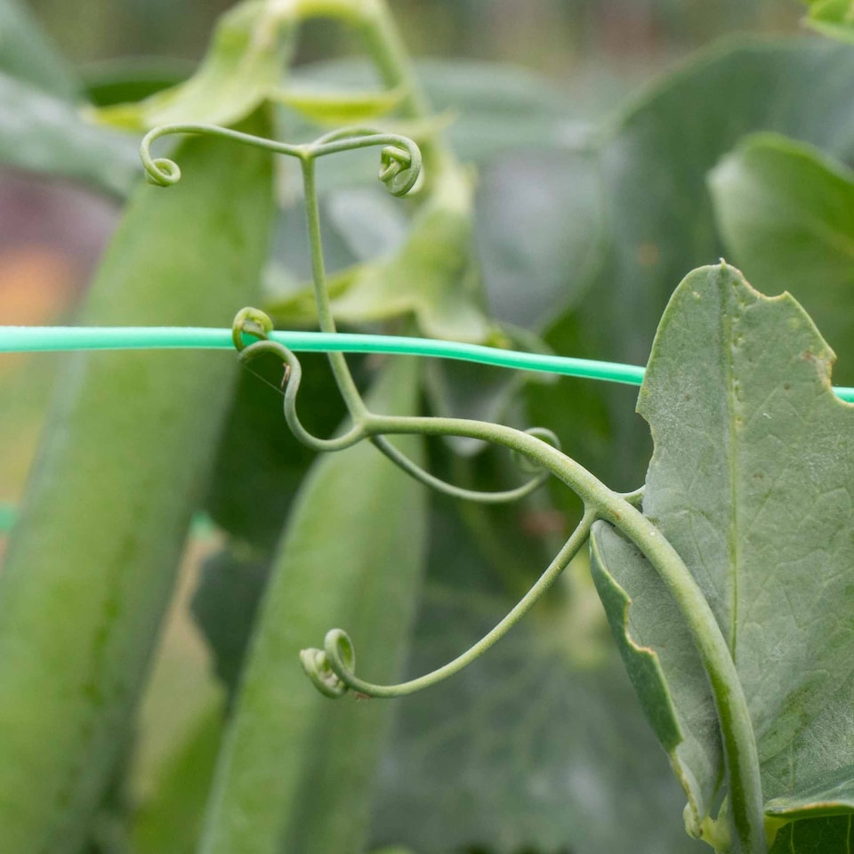 image 1 of Marshalls Garden Pea Seeds Hurst Green Shaft, RHS Award of Garden Merit, Disease-Resistant, Heavy Double Pods | Multi | Green | Seeds