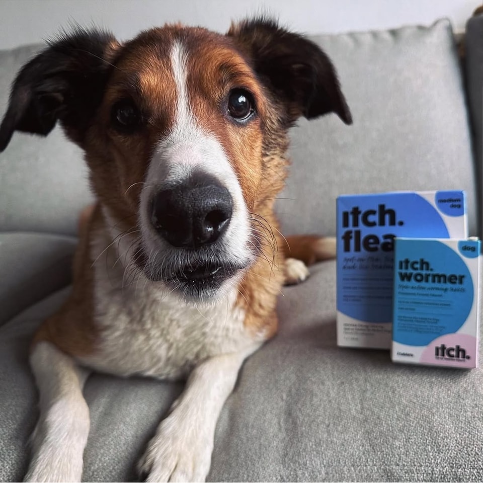 image 1 of Itch Flea Medium Dog Flea and Tick Treatment and Wormer Bundle