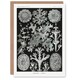 image 1 of Ernst Haeckel Art Card Lichen Species Vintage Illustration