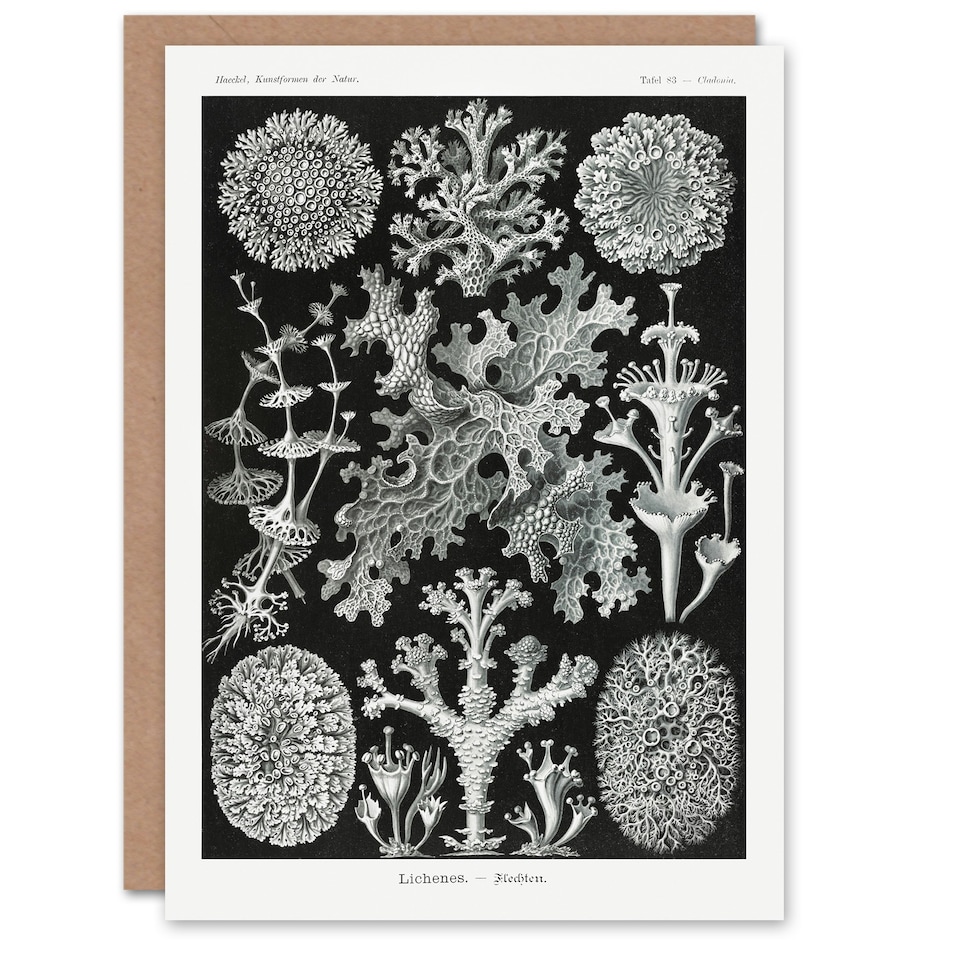 image 1 of Ernst Haeckel Art Card Lichen Species Vintage Illustration