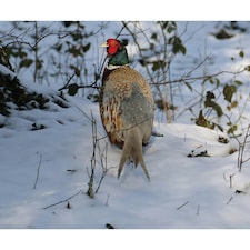 Kevin Milner Pheasant In The Snow Christmas Card - Multicoloured - One Size