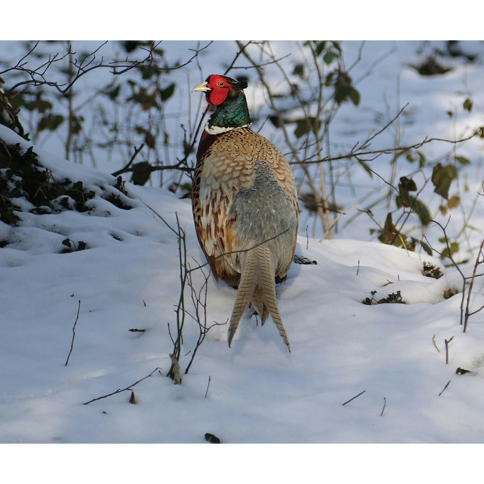 Kevin Milner Pheasant In The Snow Christmas Card - Multicoloured - One Size